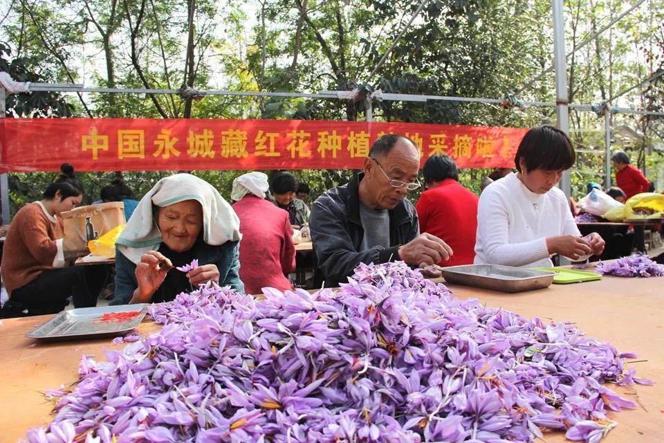 亳州白芷行情深度解析，市場走勢及行情概覽