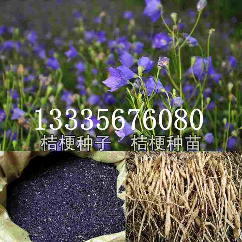 桔梗種子價(jià)格揭秘，成長(zhǎng)旅程與自信綻放之路