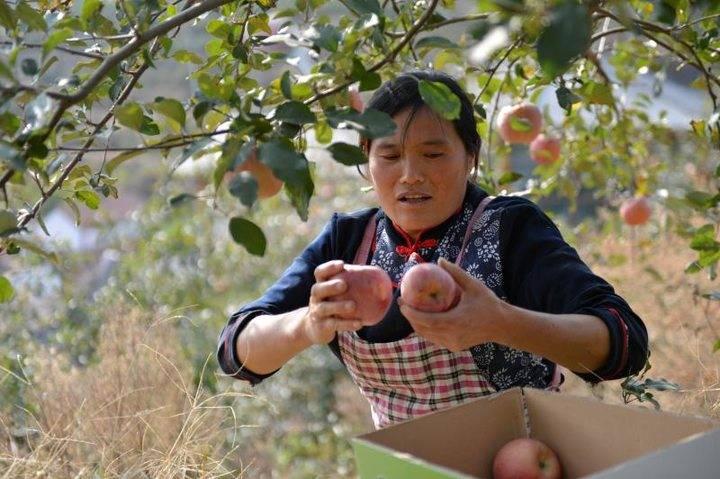 沂源蘋果最新價(jià)格，綠色之旅帶來內(nèi)心的平靜