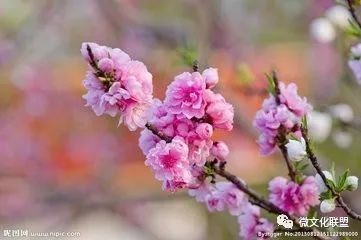 科技巔峰之作桃花開啟未來生活新紀(jì)元，最新章節(jié)預(yù)覽