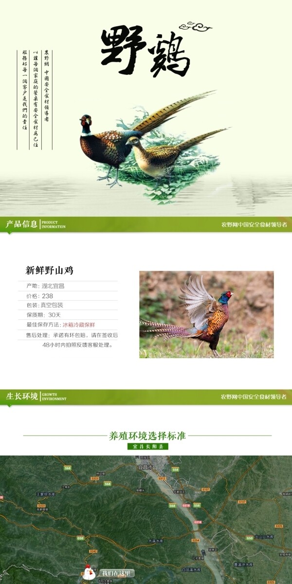 深度剖析，最新山雞的背景、事件與地位概述
