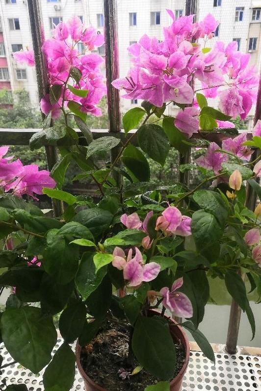 小巷深處的獨特花語，最新殘花之美