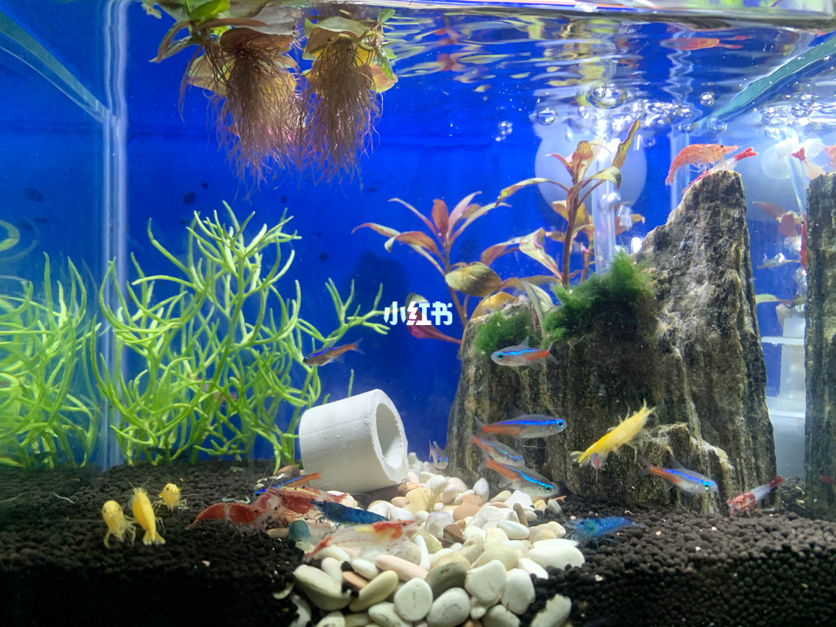 最新魚缸圖片，水族美學(xué)的時代變遷欣賞