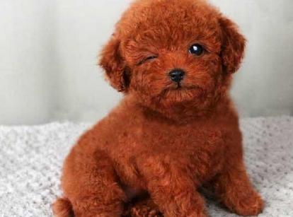 最新小鹿犬，趣事不斷，傳遞溫馨友誼與愛的小使者