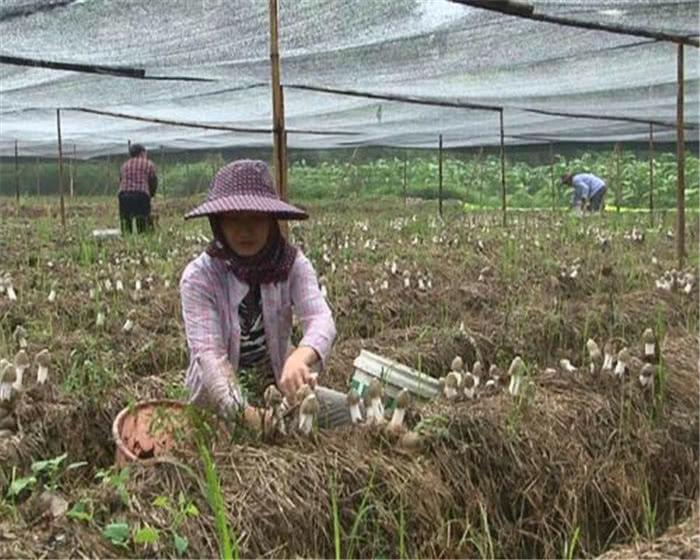 食用菌最新讀音及其背景、發(fā)展與地位概述